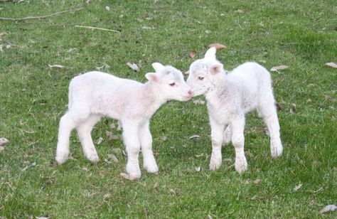 Cute Goats, Baby Goats, The Grass, Green Grass, 귀여운 동물, Animals Beautiful, Farm Animals, Tao, Baby Animals