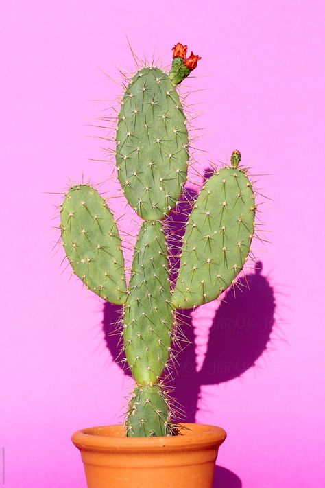 Happy Tips, Opuntia Cactus, Cactus Paintings, Cactus Pictures, Cactus Decor, Cactus Design, Budget Planer, Cactus Art, Cactus Y Suculentas