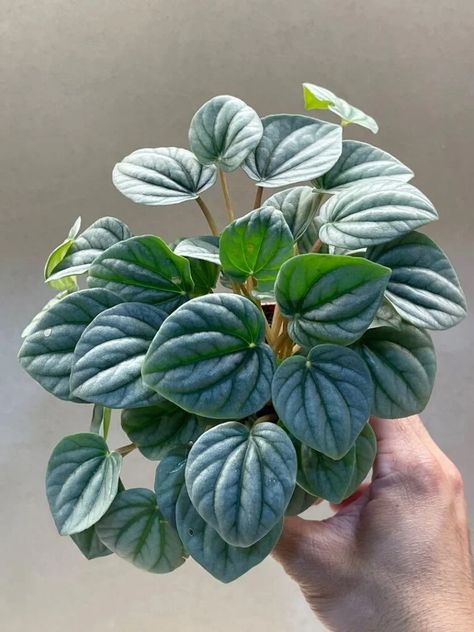 Hand holding up a Peperomia frost Peperomia Frost, Succulent Fertilizer, Orchid Bark, Ivy Plants, Liquid Fertilizer, Top Soil, Foliage Plants, Snake Plant, Plant Needs