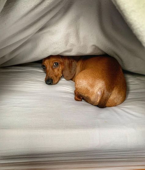 Morning Time, Funny Dachshund, Weenie Dogs, Silly Dogs, Dachshund Puppies, Dachshund Puppy, Dachshund Love, Silly Animals, Weiner Dog