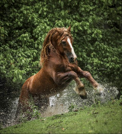 Old style “red fox” Friesian stallion. (Beddingfield Farms) Chestnut Friesian Horse, Sleipnir Tattoo, Chestnut Friesian, Horses Chestnut, Fresian Horses, Friesian Stallion, Enchanted Wood, Winged Horse, Friesian Horse