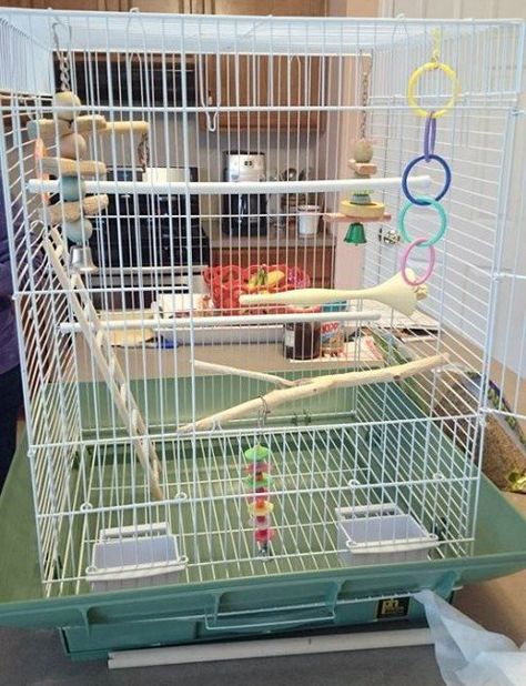 Don't overload the cage with toys so that the birds don't have space to move around or stretch anymore. Love Birds Cage Ideas, Diy Bird Cage Decoration, Budgie Care, Pretty Parrots, Birds Drawings, Parakeet Care, Budgie Cage, Diy Bird Cage, Cockatiel Cage