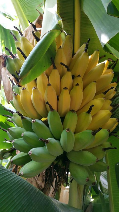 Fruit Trees In Containers, How To Grow Bananas, Fruit Bearing Trees, Vegetable Pictures, Banana Fruit, Banana Plants, Fruit Photography, Banana Tree, Beautiful Fruits