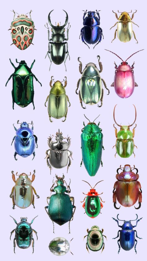 #bugs #beetle #myshuffle Cool Bugs Insects, Cool Beetles, Beetles Drawing, Pretty Beetles, Aesthetic Beetle, Bugs Reference, Jewel Beetle Tattoo, Beetle Pictures, Shiny Beetle