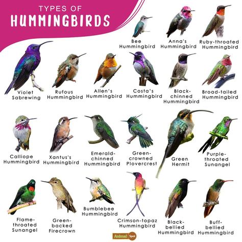 Hummingbird Facts, Types, Lifespan, Habitat, Diet, Behavior Backyard Birds Watching, Bee Hummingbird, Hummingbird Nests, Hummingbird Nectar, Mother Feeding, Hummingbird Pictures, Ruby Throated Hummingbird, Hummingbird Garden, Kinds Of Birds