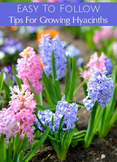 Are you planting hyacinth bulbs this fall? Use these gardening tips for Growing Hyacinths to grow beautiful, thriving hyacinth flowers with gorgeous blooms around your home and garden. Hyacinth Bulbs, Fall Flowers Garden, Hyacinth Flowers, Backyard Garden Layout, Spring Garden Flowers, Fall Garden Vegetables, Garden Bulbs, Spring Bulbs, Deck Garden