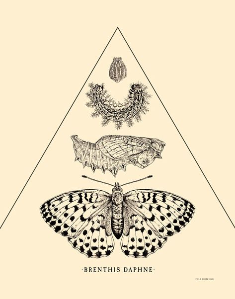 Art print of original illustration of butterfly life stages by Mary LeBlanc & Brian Phillips.  Marbled Fritillary (Brenthis Daphne). Egg, larva, pupa, and adult. Stages Of Metamorphosis, Butterfly Metamorphosis Illustration, Butterfly Stages Life Cycles, Stages Of Butterfly Life Cycle Tattoo, Cycle Of Life Art, Moth Life Cycle Tattoo, Butterfly Evolution Tattoo, Stages Of Life Art, Butterfly Life Cycle Tattoo