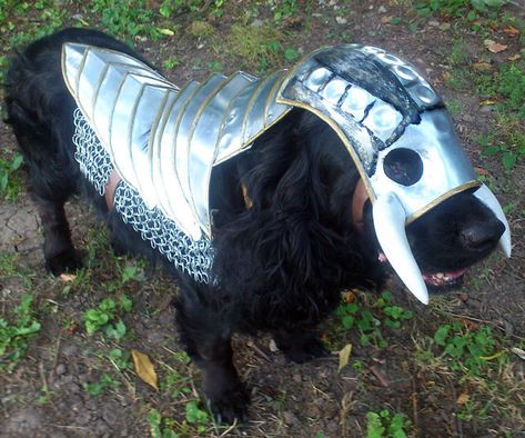 Dog Knight Armor Cat Armor, Dog Armor, Black Cocker Spaniel, Battle Armor, Knight In Shining Armor, Crazy Outfits, Knight Armor, Silly Dogs, Medieval Armor