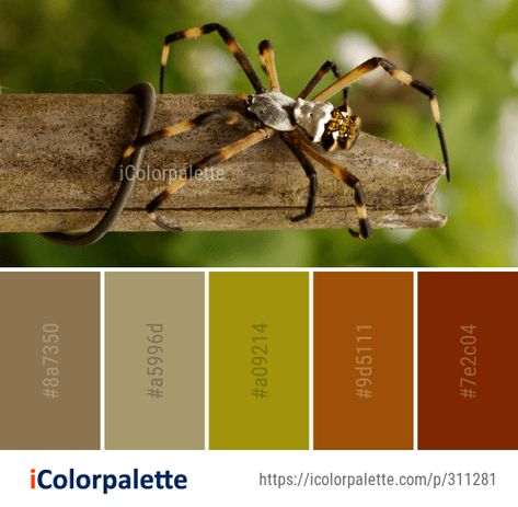 Color Palette Ideas from Spider Arachnid Insect Image Spiderman Color Pallete, Spiderverse Color Palette, Spider Color Palette, Worm Color Palette, Scary Colour Palette, Miles Morales Spiderman, Popular Color, Color Palette Design, Perler Bead Art