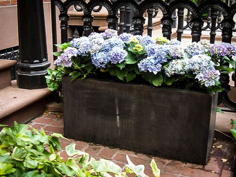 Hydrangea Planters Front Yard Hydrangea, Knockout Rose Tree, Hydrangea Planters, Box Gardens, Landscaping Around Patio, Nikko Blue Hydrangea, Backyard Planters, Long Planter, Hydrangea Landscaping