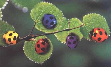 Ladybug Ideas, متحف فني, Crazy Art, Cool Bugs, Bugs And Insects, Love Bugs, Pics Art, Miraculous Ladybug, Pretty Pictures