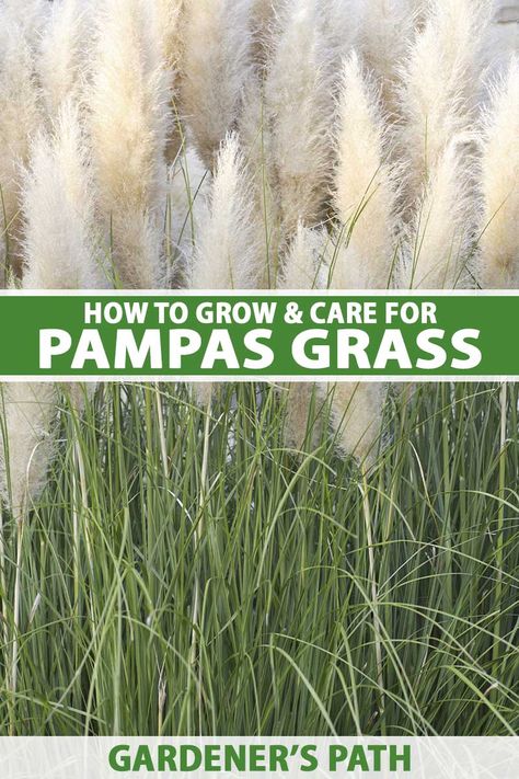 Growing Pampas Grass Plants, Pink Pampas Grass Landscaping, How To Grow Pampas Grass From Seed, Pampas Grass Garden, Pampas Grass Care How To Grow, Pampas Grass Landscape, Purple Pampas Grass, Grass Driveway, Rock Flower Beds