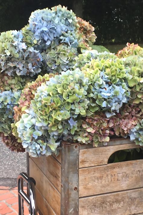 Learn how to dry hydrangeas the easy way and preserve their beauty for year-round decor. Enjoy stunning blooms long after summer has passed. Drying Hydrangeas, Dry Hydrangeas, Dried Hydrangeas, Hydrangea Not Blooming, Round Decor, Hydrangea, Hibiscus, Peonies, Flower Arrangements