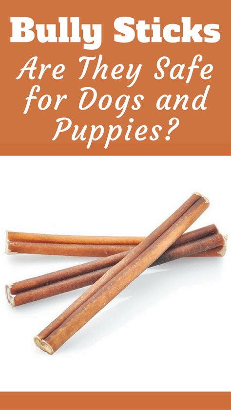 They're loved by dogs and owners alike, but what is a bully stick made of? Are they safe? Healthy? Or are they bad for dogs? Read on to find out! Homemade Bully Sticks For Dogs, Food Dogs Cant Eat, Foods Bad For Dogs, Dogs And Owners, Pup Treats, Labrador Training, Bully Sticks For Dogs, Dog Dental Cleaning, Labrador Dogs