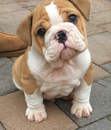 Bulldog Wallpaper, Puppies Bulldog, Cute Bulldog Puppies, Puppies For Adoption, Cute Dogs Images, Very Cute Puppies, Cute Bulldogs, English Bulldog Puppies, Cute Animals Puppies