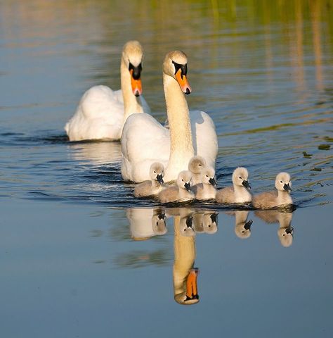 Swan Pictures, Baby Swan, Swan Painting, Duck Pictures, Mute Swan, Barnyard Animals, Photo Of The Day, Cute Wild Animals, Cute Animal Photos