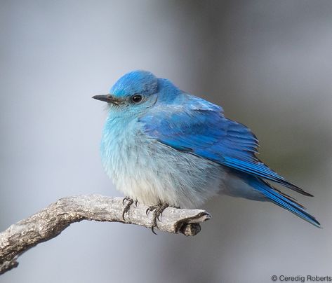 A Mountain Bluebird at Adams Gulch near Ketchum, Idaho Bird Photoshoot, Birds Wallpaper Hd, Ketchum Idaho, Mountain Bluebird, Birds Wallpaper, Blue Birds, Bird Wallpaper, Pretty Birds, Blue Mountain