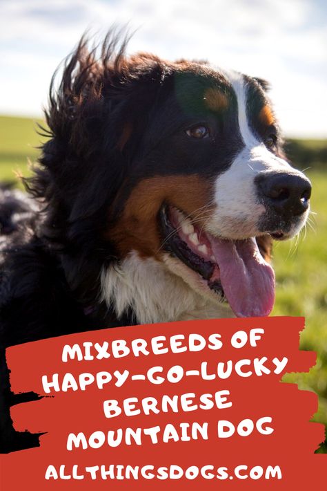 The Bernese Mountain Dog is a hard working muscular dog, better known for their goofy sweet nature. Read on to find out more about this gentle giant's most popular mix breeds, such as the Bernedoodle which also comes in various sizes.   #bernesemountaindogmix #bernesemountaindog #bernedoodle Bernese Mix Dogs, Dog Mix Breeds, Muscular Dog, Bernese Mountain Dog Mix Husky, Black Dog Names, Bear Dog Breed, Lazy Dog Breeds, Strong Dogs, Bernese Mountain Dog Mix