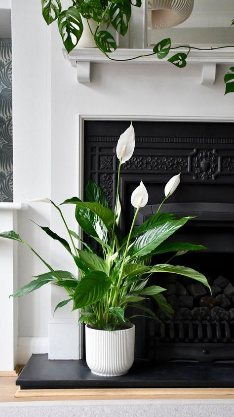 Help! My Peace Lily is Drooping: Common Causes and Solutions Spathiphyllum Wallisii, Peace Plant, Easy Care Houseplants, Rainforest Plants, Yellow Plants, House Plant Pots, Lily Plants, Plant Delivery, Best Indoor Plants