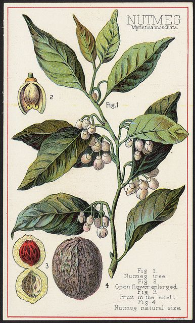 Nutmeg, Myristica moschata [front] | Flickr - Photo Sharing! Nutmeg Plant, Entomology Illustration, Fruit Seeds, Giclee Painting, Scientific Illustration, Botanical Drawings, Plant Illustration, Vintage Botanical, Nature Prints