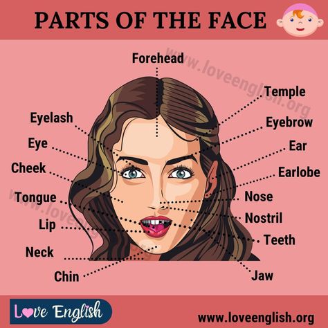 Parts of the Face: Useful List of 15+ Face Parts Names in English - Love English Makeup Names, Parts Of The Nose, Face Parts, Eye Parts, Grammar Tips, English Love, Face Facial, Facial Recognition, Learn English Vocabulary