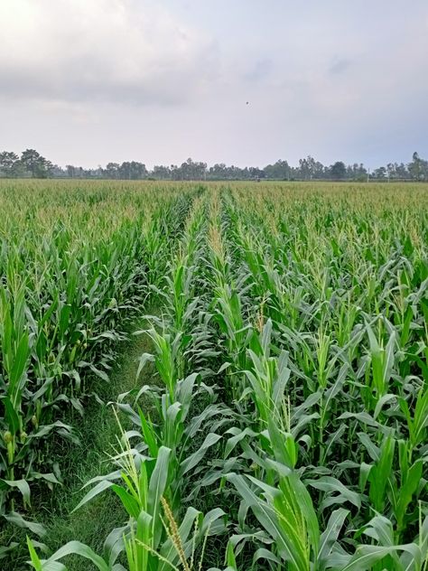 Organic Farming Aesthetic, Crops Aesthetic Farm, Agriculture Photography Farmers, Organic Farming Photography, Agriculture Aesthetic, Crops Farm, Farming Aesthetic, Farm Crops, Poultry Farm Design