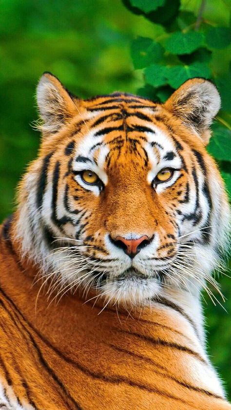 Tiger Photography, Wild Animals Photography, Tiger Wallpaper, Tiger Love, Tiger Pictures, Wild Animals Pictures, Exotic Cats, Animals Photography, Cute Tigers