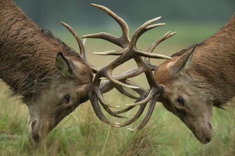 Red deer stags (Cervus elaphus) locking antlers during the rutting season Deer Rut, Fallow Deer, Deer Stags, British Wildlife, Nba Season, Red Deer, Animal Facts, Horror Music, Deer Antlers