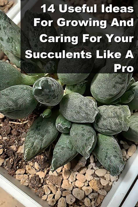 Discover 14 useful ideas for growing and caring for your succulents like a pro! This guide offers expert tips on selecting the right varieties, optimal watering techniques, and creative potting ideas to help your succulents thrive. Whether you're a beginner or looking to enhance your plant care skills, these insights will transform your succulent garden into a stunning display. Dive in and unlock the secrets to flourishing succulents today! Replanting Succulents Plant Cuttings, Replanting Succulents, Potting Ideas, Water Succulents, How To Water Succulents, Useful Ideas, Growing Succulents, Plant Cuttings, Succulent Garden