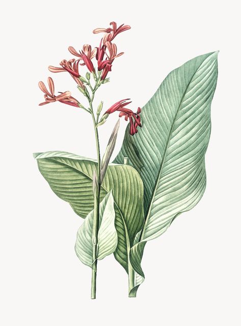 Vintage illustration of canna lily Free ... | Free Vector #Freepik #freevector #background #flower #vintage #floral Canna Lily Tattoo, Lily Illustration, Canna Flower, Plant Tattoos, Canna Lily, Classic Art Prints, Free Illustration Images, Urban Road, Antique Illustration