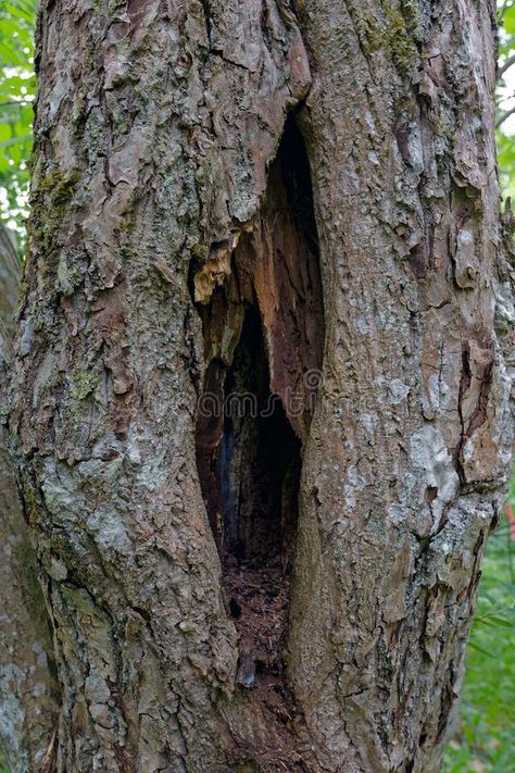 Hole In Tree Trunk, Tree With Hole In Trunk, Painting Foliage, Background Mood, Forest Decorations, Enchanted Forest Decorations, Tree Hole, Book Concept, Hollow Tree