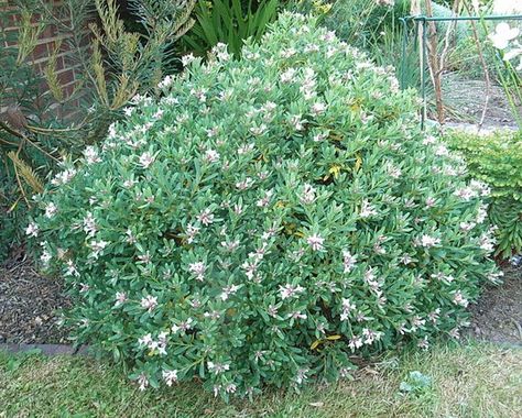 Daphne x transatlantica 'Eternal Fragrance' (Daphne x transatlantica 'Eternal Fragrance') Daphne Transatlantica, Daphne Eternal Fragrance, Daphne Bholua, Garden Picture, Garden Tags, Front Gardens, Garden Pictures, Front Garden, Garden Center