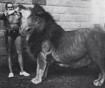 Simba the Barbary Lion, with his owner Nyoka at Colchester zoo,  UK. Photo taken in 70's. Lion Vs Tiger, Prehistoric Humans, Barbary Lion, Cat Diseases, Wild Tiger, Interesting Animals, Big Animals, Extinct Animals, Rare Animals