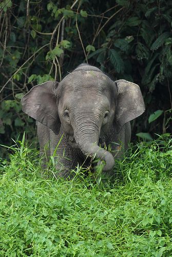 Young Borneo Pygmy Elephant Pygmy Elephant, Nosara, Save The Elephants, Elephant Love, An Elephant, Cute Elephant, Sweet Animals, Animal Planet, Animal Photo