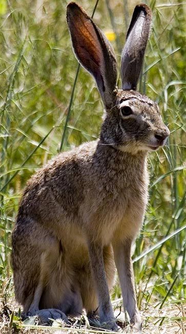 Texas Jackrabbit.  I actually raised one of these when I was a child.  Fed it from an eye dropper until it could eat for itself!  Talk about COUNTRY! Lackland Afb, Brown Rabbit, Power Animal, Jack Rabbit, Hunting Dogs, Hamsters, Peter Rabbit, Rodents, Lone Star