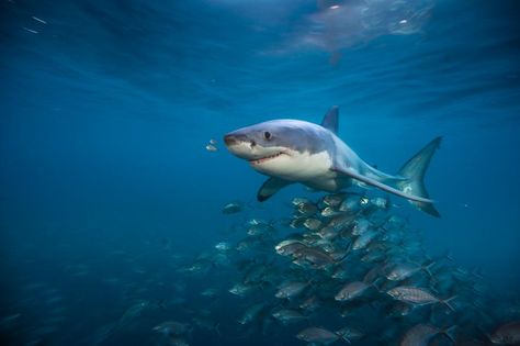 Picture of great white shark with fish Great White Shark Pictures, Baby Great White Shark, Shark Pictures, Big Shark, Species Of Sharks, Shark Bait, Life Under The Sea, Shark Swimming, Cute Shark