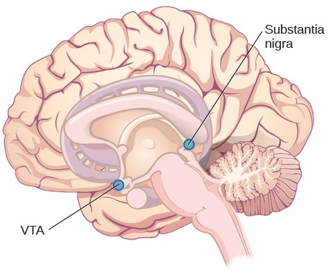 Locations of the substantia nigra and the ventral tegmental area in the midbrain Ventral Tegmental Area, Substantia Nigra, Brain Pictures, Cognitive Neuroscience, Introduction To Psychology, Occipital Lobe, Parts Of The Brain, Psych 101, Power Of Knowledge