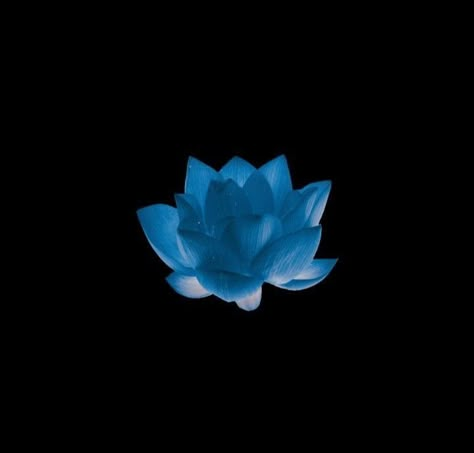 Blue Carrd Png Black Background, Blue Flower Black Background, Blue Icon Black Background, Blue Png Icons Black Background, Blue Png Black Background, Blue Flower Icon, App Icon Black Background, Png Icons Black Background, Icons With Black Background