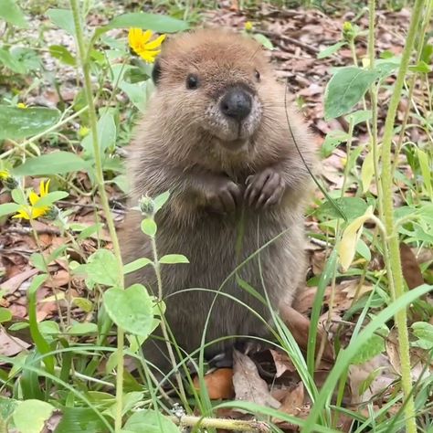 Holley Muraco | Petunia 🌸 #babybeaver | Instagram Petunia Evans Aesthetic, Beaver Cute, Baby Beavers, Petunia Illustration, Aunt Petunia, Petunia Aesthetic, Baby Beaver, Petunias, Cute Animals