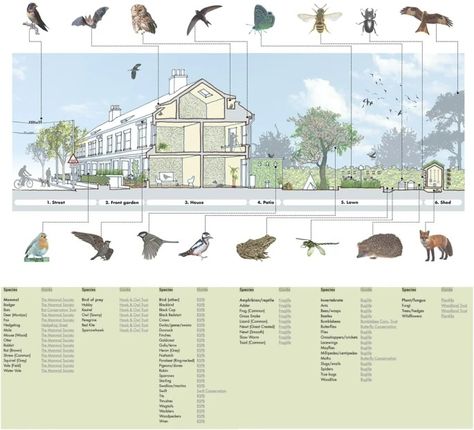 Drawing on nature: a vision of an urban residential street adapted for biodiversity in architectural drawings | City, Territory and Architecture | Full Text Drawing On Nature, Sectional Perspective, Ecosystem Services, London Metropolitan University, Ecology Design, Communication Techniques, Economic Model, Wildlife Gardening, Wildlife Habitat