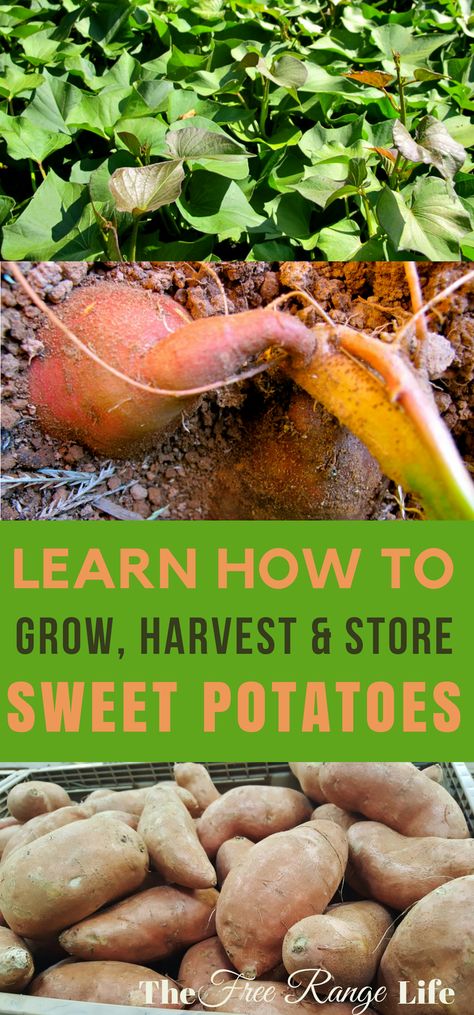 How To Harvest Sweet Potatoes, How Do You Know When To Harvest Sweet Potatoes, Harvesting Sweet Potatoes, Curing Sweet Potatoes, Storing Sweet Potatoes For Winter, How To Store Sweet Potatoes, Sweet Potato Storage, How To Preserve Sweet Potatoes, How To Can Sweet Potatoes