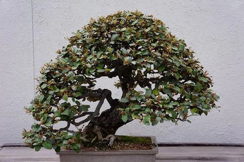 Chinese Elm Fertilizer Guide | Bonsai Care Details Kalamazoo College, Bonsai Fertilizer, Chinese Elm Bonsai, Elm Bonsai, Bonsai Care, Learning Centers, Plants