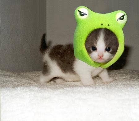 Animals Wearing Hats, Animals With Hats, Animals In Hats, Animals In Costumes, Cats With Hats, Cats In Hats, Random Animals, Cute Cat Photos, Frog Hat