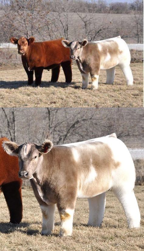 these are shampooed, conditioned and blow dried cows 🐮 Blow Dried Cow, Show Cows, Show Cattle, Fluffy Cows, Pencil Art Drawings, Fluffy Animals, Blow Dry, Cow, Cute Animals