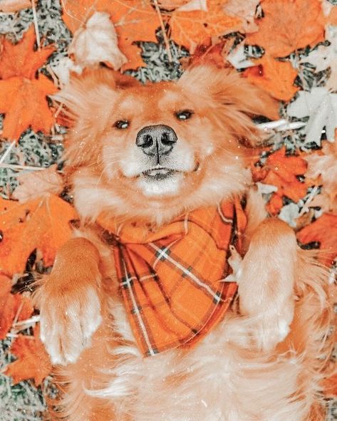 Wallpaper Aesthetic Dog, Taustakuva Iphone Disney, Fall Wallpaper Aesthetic, Aesthetic Dog, Cele Mai Drăguțe Animale, Dog Photoshoot, Cute Fall Wallpaper, Fall Dog, Really Cute Dogs