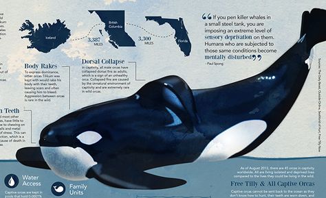 Tilikum on Behance Tilikum Orca, Orca Art, Ap Drawing, Orca Whale, Beluga Whale, Orca Whales, About Nature, Information Graphics, Marine Biology