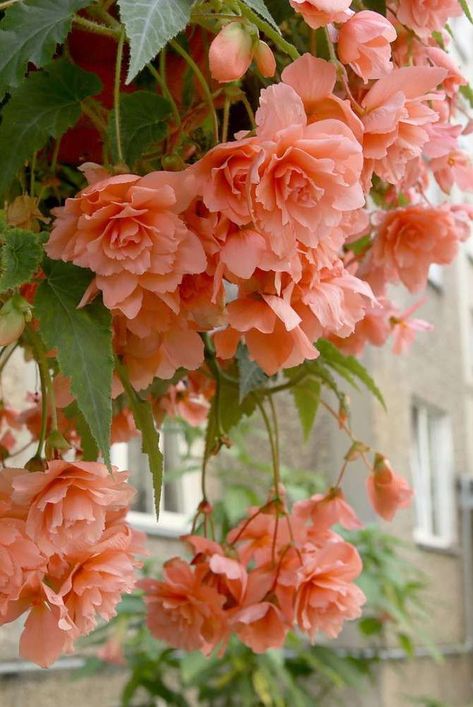 Yard Garden Ideas, Tuberous Begonia, Growing Hydrangeas, Aesthetic Garden, Plant Problems, Garden Aesthetic, Landscaping Design, Fall Plants, Ideas Garden