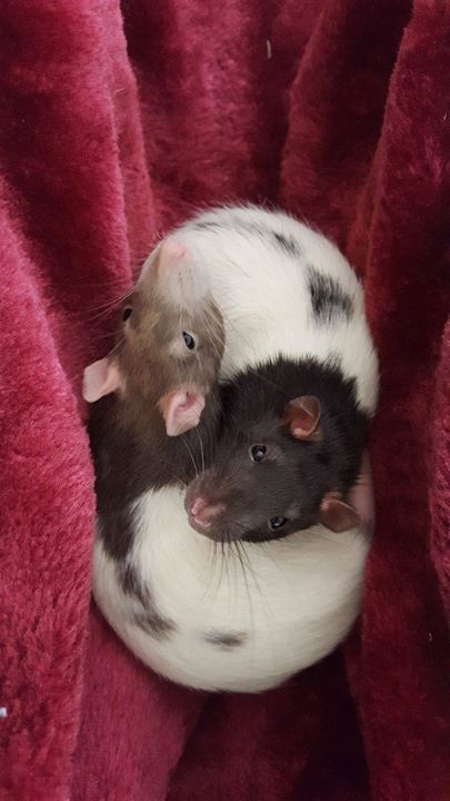 Rat Cuddling, Rats Cuddling, Pet Rats Cute, Dumbo Rat, Fancy Rat, Cute Rats, Pet Mice, Pet Rats, Super Cute Animals