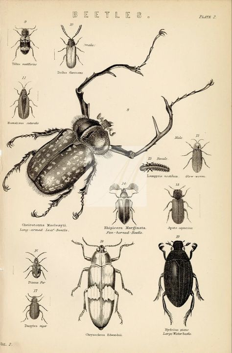 Beetles Encyclopedia Illustration, Universal Knowledge, Bat Eared Fox, Bear Species, Gifts For History Buffs, Fragile Tape, Antique Plates, Antique Illustration, Cardboard Tube