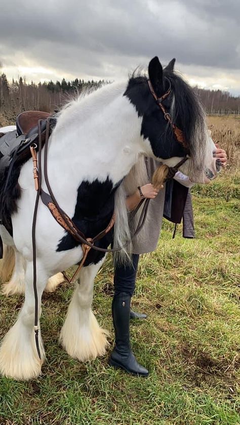 Galineers Cob Horse, Irish Cob Horses, Cob Horse, Horse Story, Cute Dogs Images, Big Friends, Pony Rides, Horse Aesthetic, English Riding